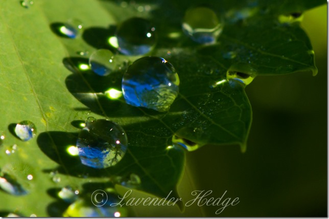 Raindrops on Melianthus Major Macro of raindrops on leaf