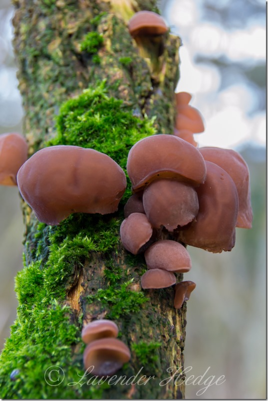 Auricularia auricula-judae Auricularia auricula-judae
