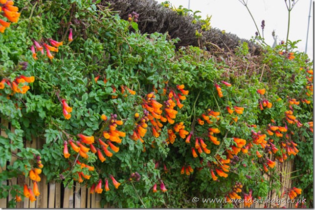 colorado flowering vines admin Sunday · by May 2013 12 Comments 0