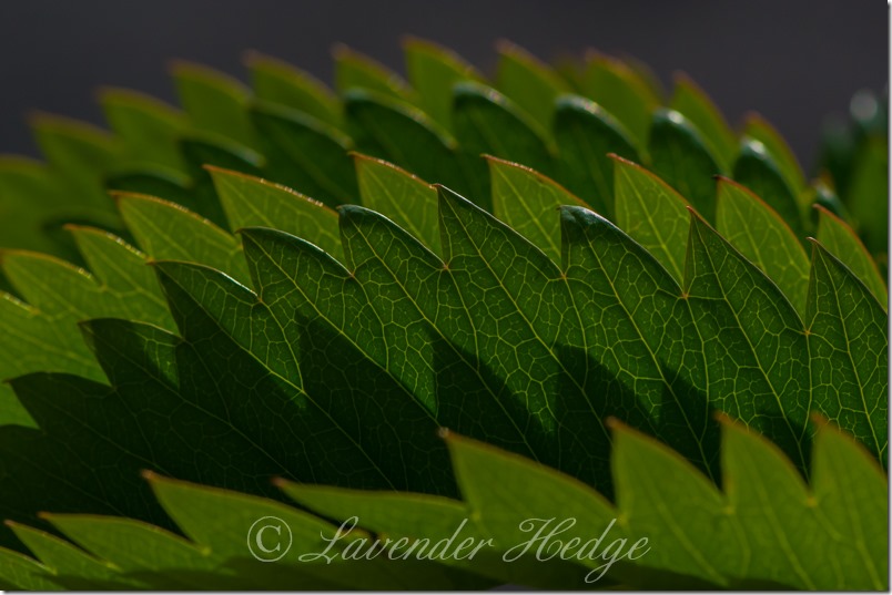 Melianthus major Leaf of Melianthus major