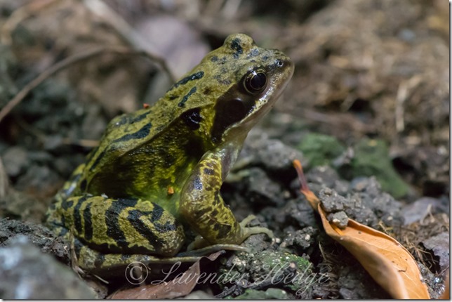 Frog Frog
