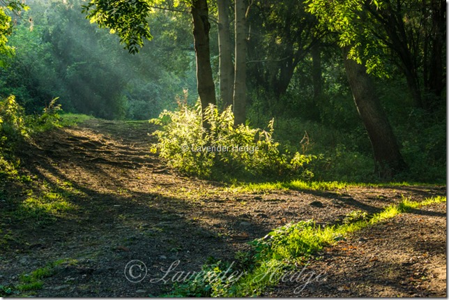The Road Not Taken The Road Not Taken