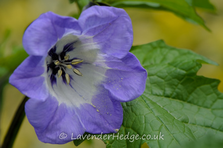 light mauve bell-shaped flower