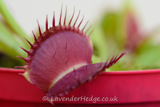macro of leaf of carnivorous plant