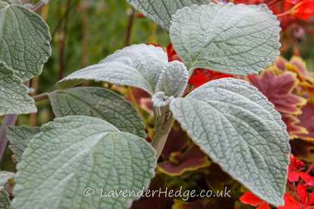 silver grey leaves annual bedding plant