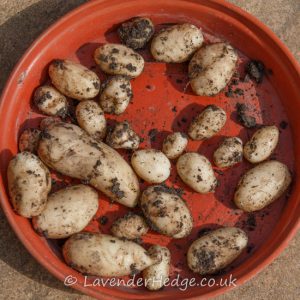 The first root