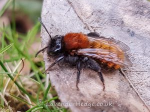 ginger coloured bee